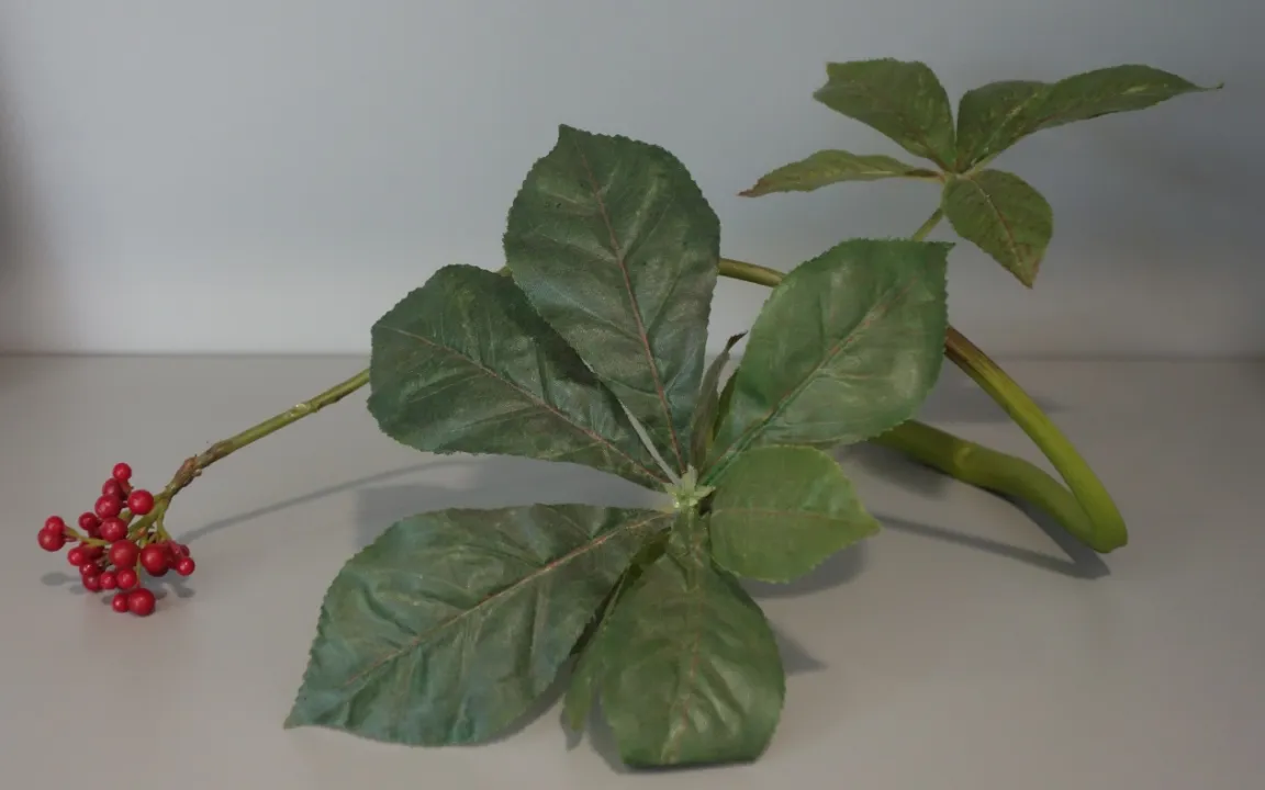 Ginseng – die „Menschenwurzel“ aus Korea