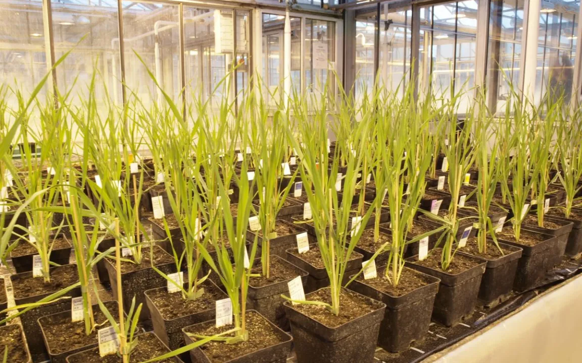 Feldversuch in der Schweiz mit genomeditierter Gerste