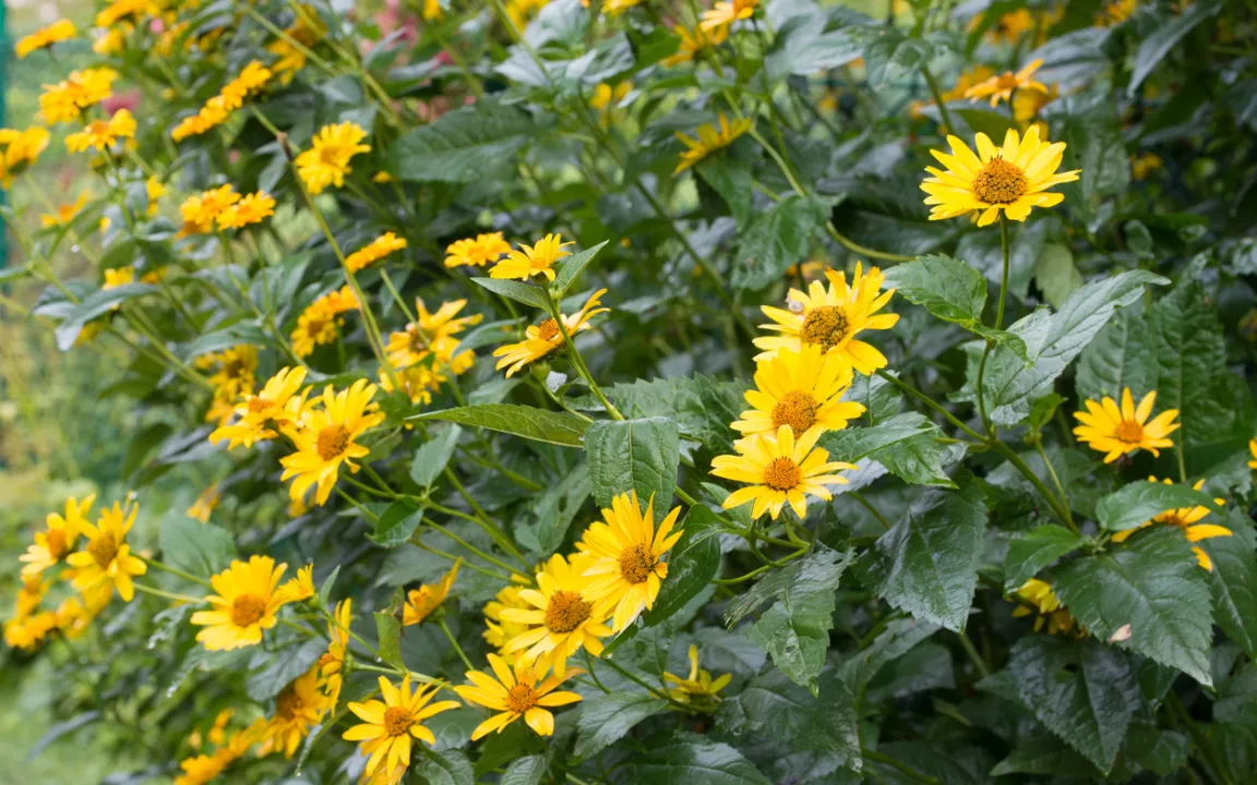 Topinambur im eigenen Garten