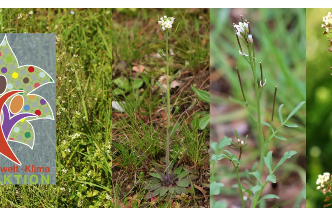 Projekt „PUKI“ bezieht Bürger in Biologieforschung ein