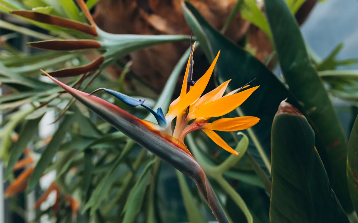 Leuchtender Blickfang Papageienblume