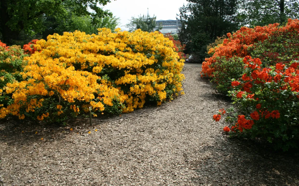 Wenn Azaleen ihr Laub abwerfen