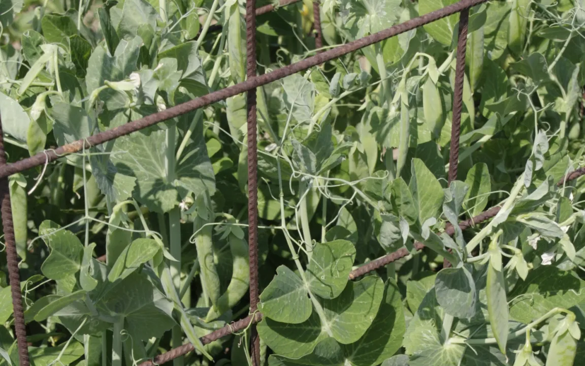 Selbsterntegärten fördern Verständnis