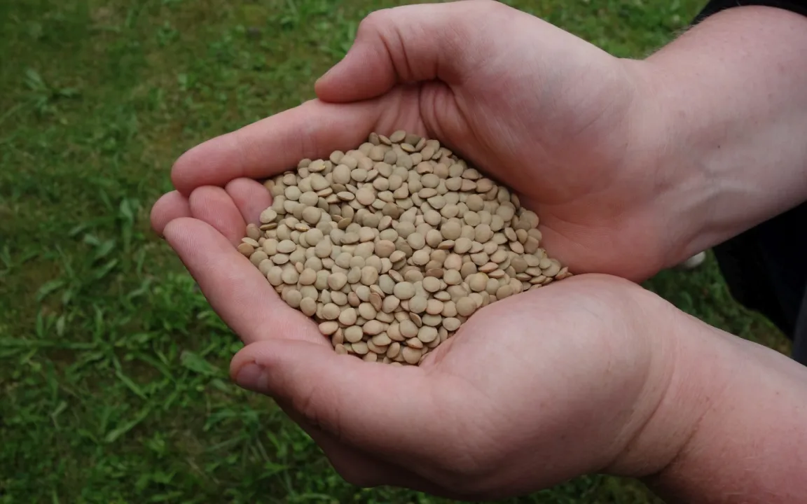 Mehr Linsen aus deutschem Anbau