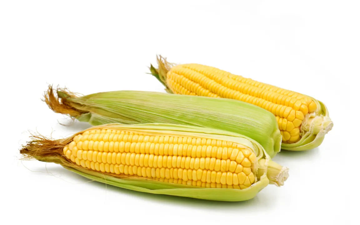 Zuckermais: erntereif, wenn der Bart braun wird