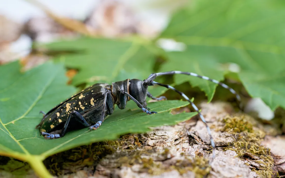 Gefährliche Einfuhr: Pflanzliche Urlaubsmitbringsel