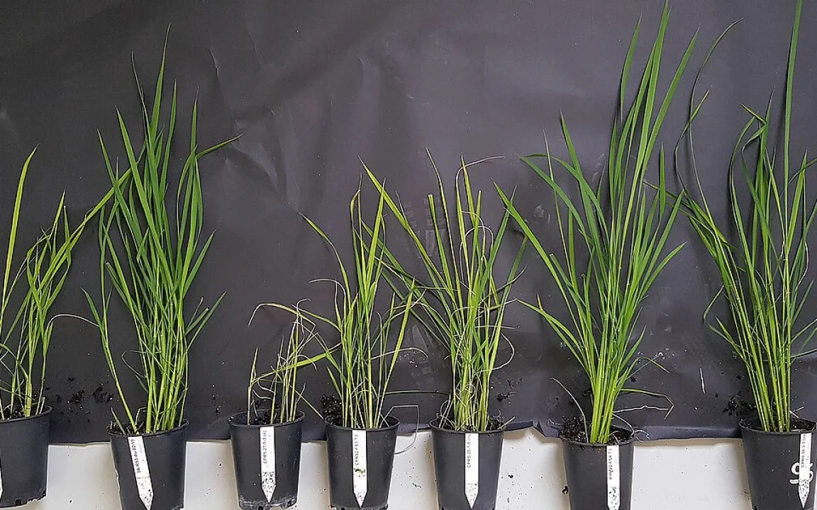 Virusresistenter Reis für Afrika