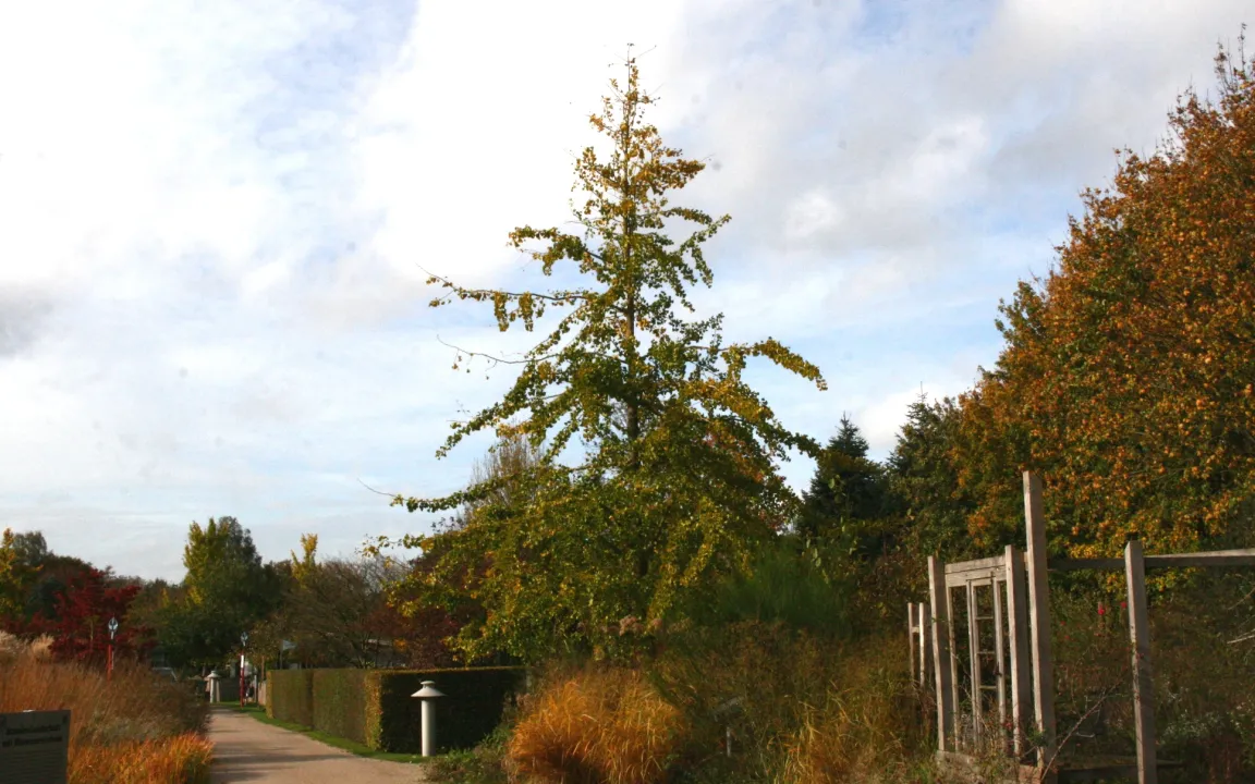 Ginkgo-Baum – zauberhafter Exot