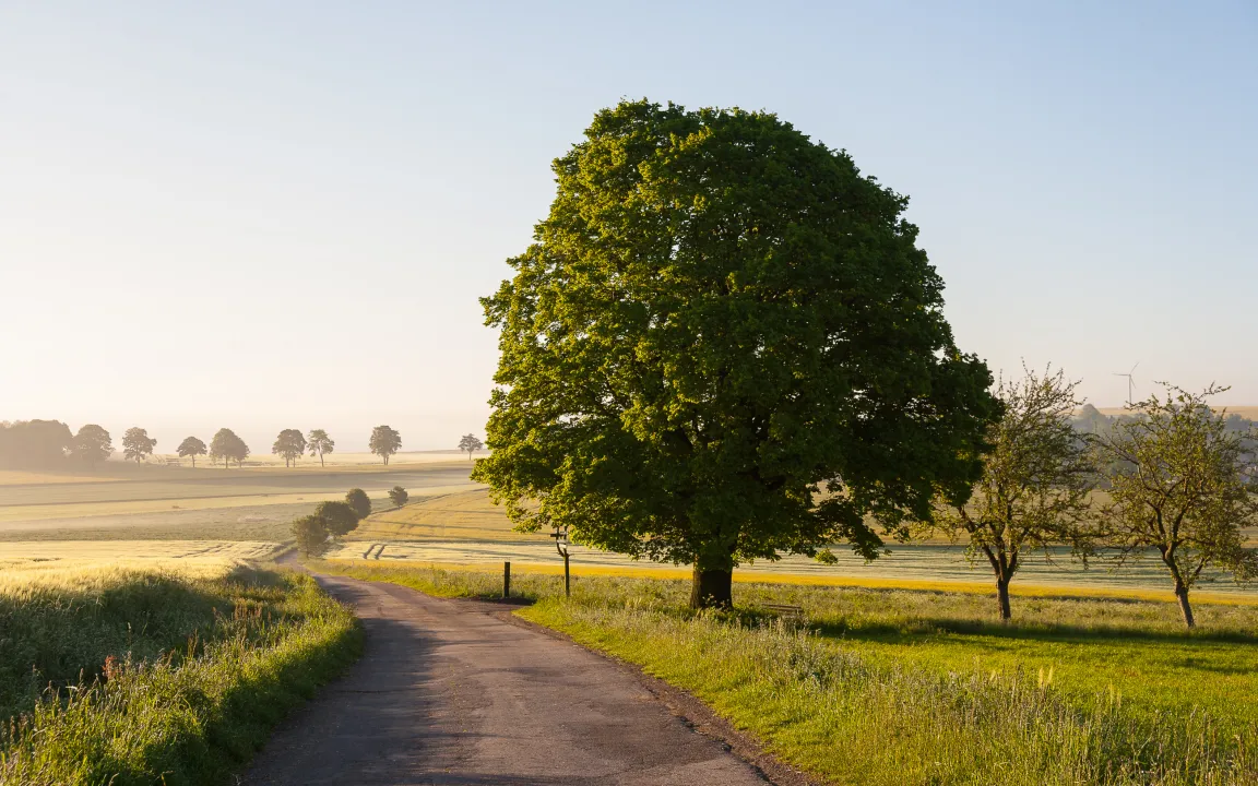 Die Linde ist „Heilpflanze des Jahres 2025“