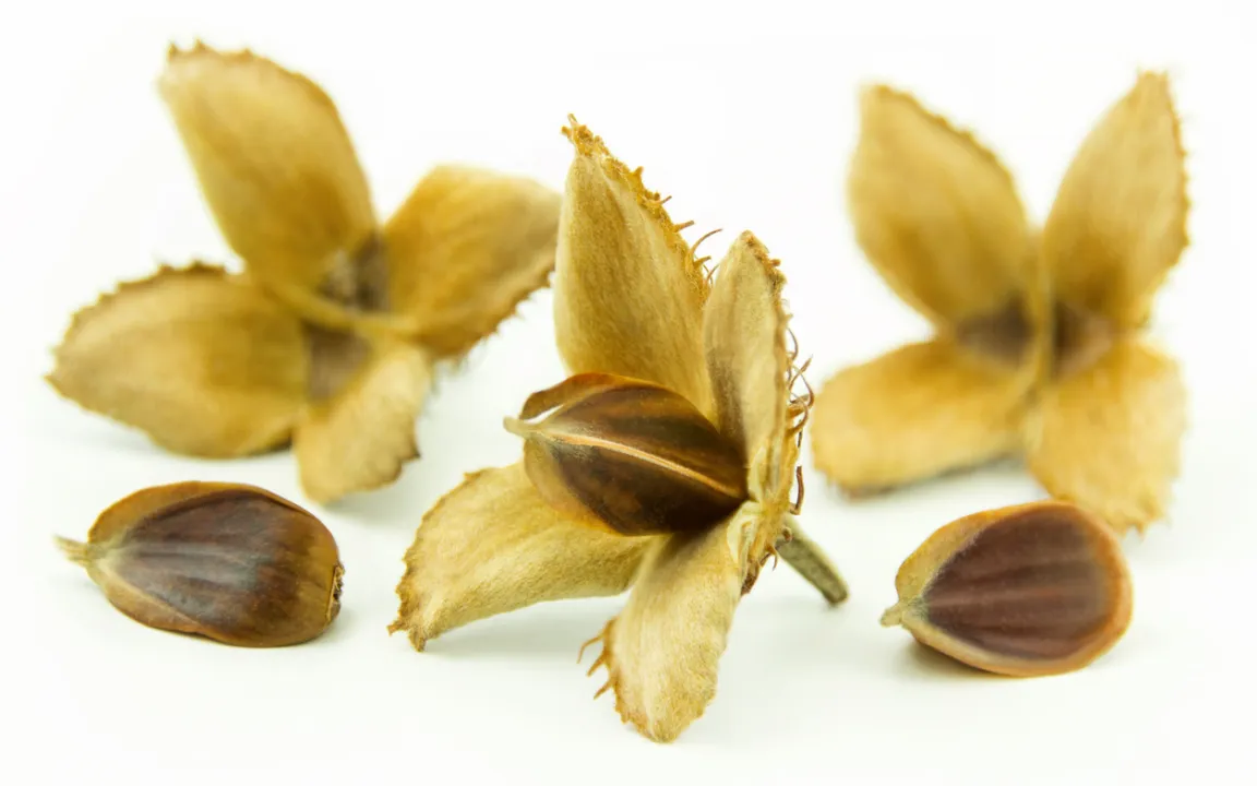 Bucheckern: Teure Delikatesse aus dem Wald