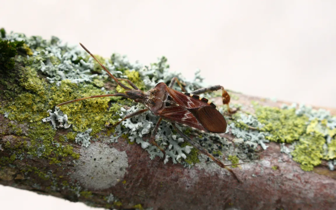 Unerwünschte Herbstgäste in der Wohnung