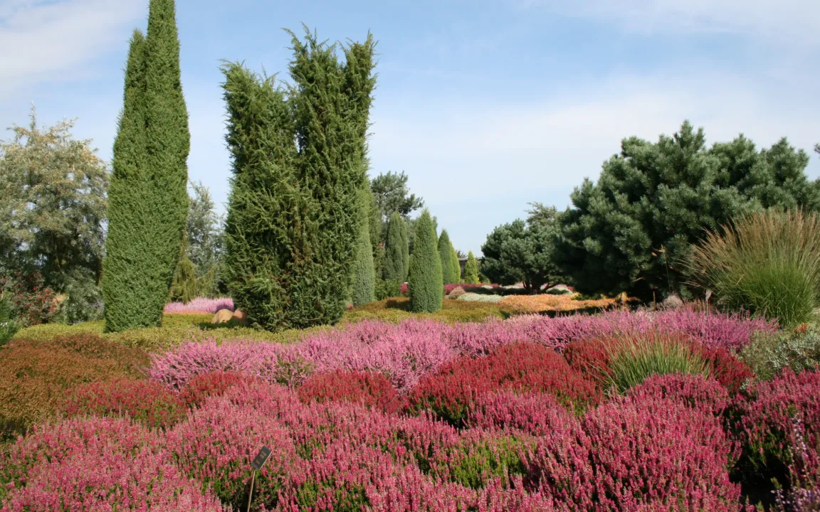Heidepflanzen: Nicht nur für Gräber und Balkons