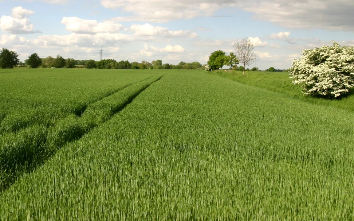 Mehr Pilzinfektionen durch Klimawandel