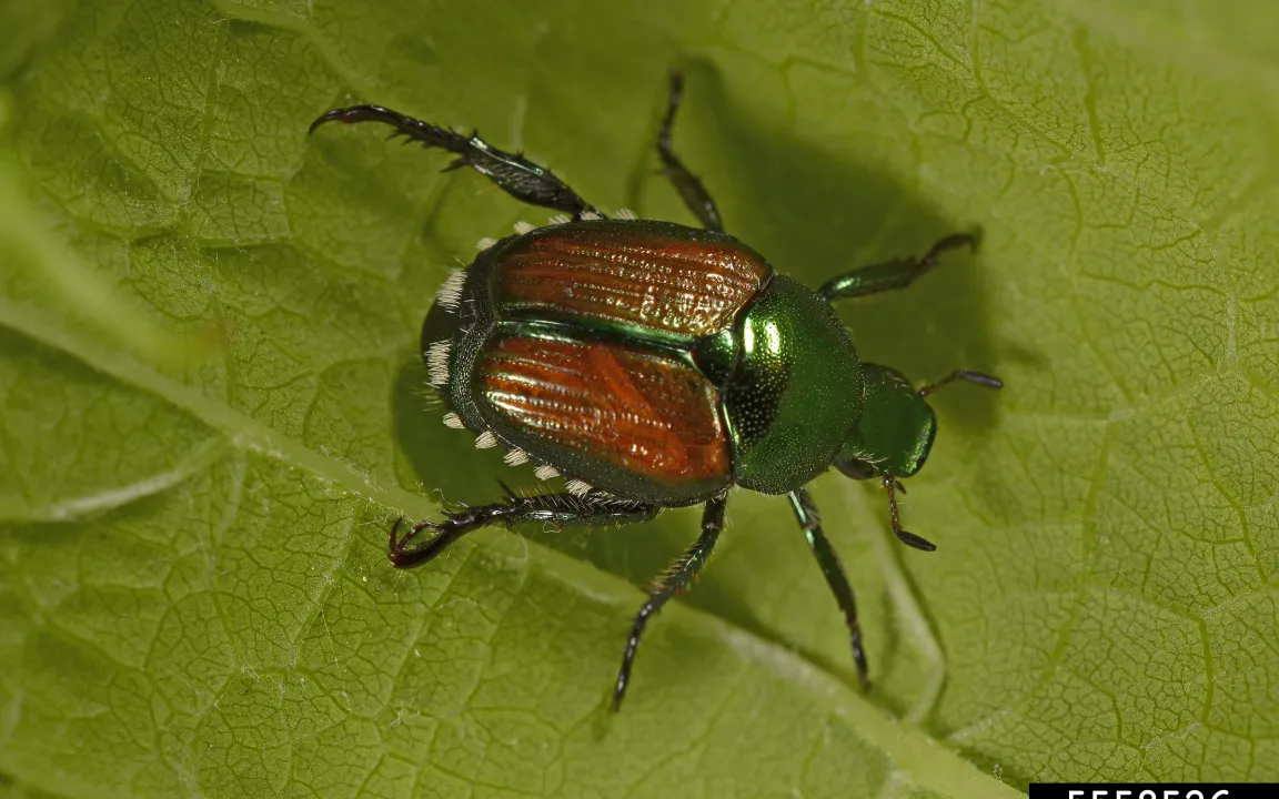 Neue Schädlinge in Landwirtschaft und Garten