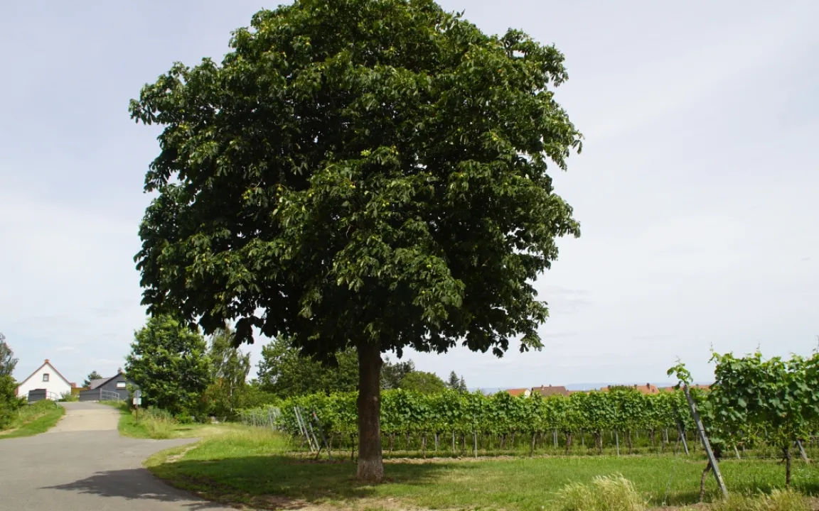 Die Rosskastanie – Ein Schmuckbaum für jeden Park