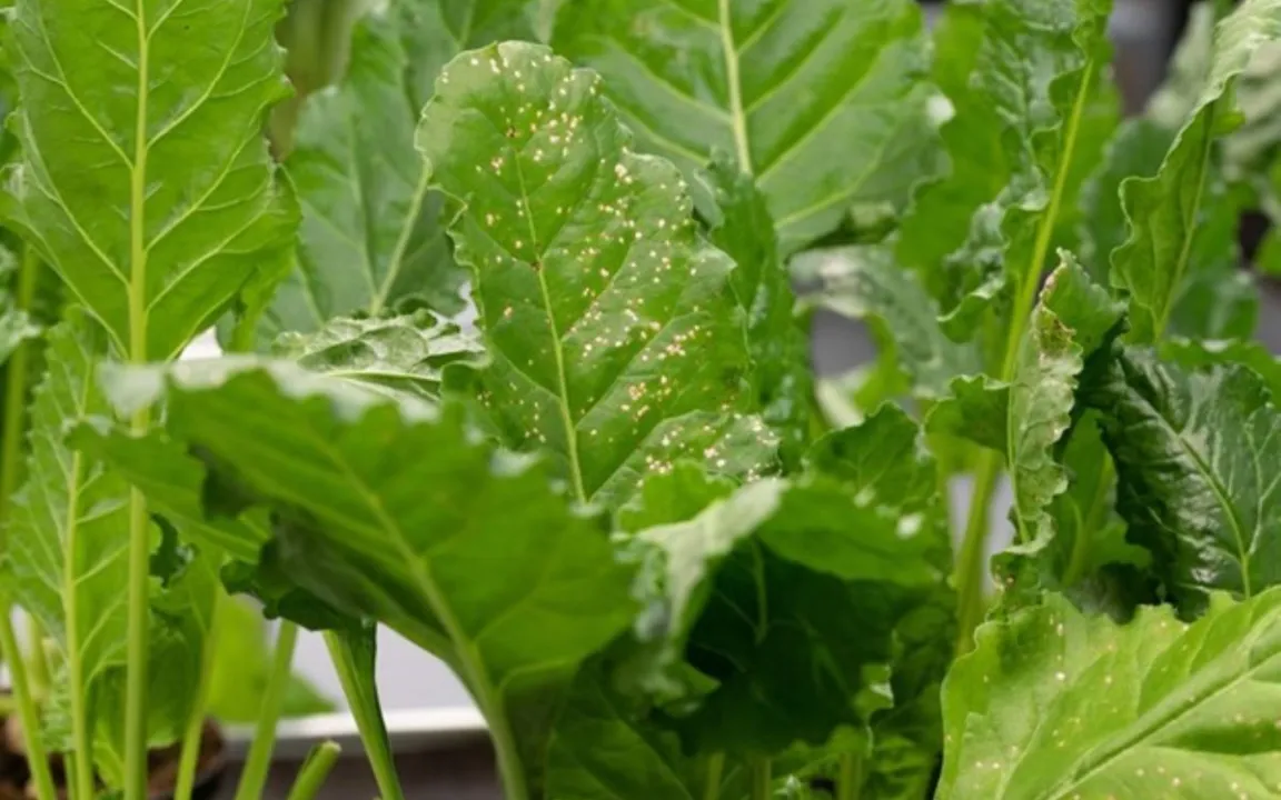 Das Immunsystem von Pflanzen stärken