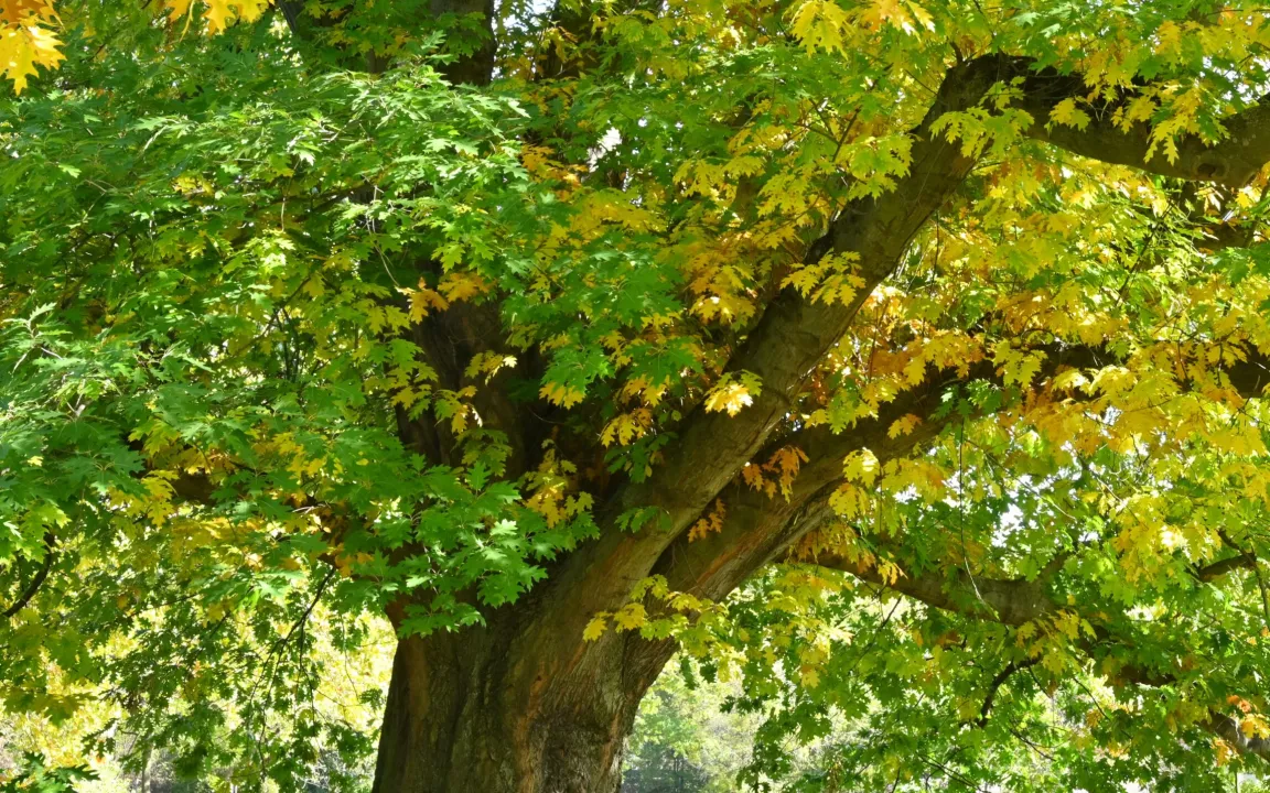Baum des Jahres 2025: Die Rot-Eiche