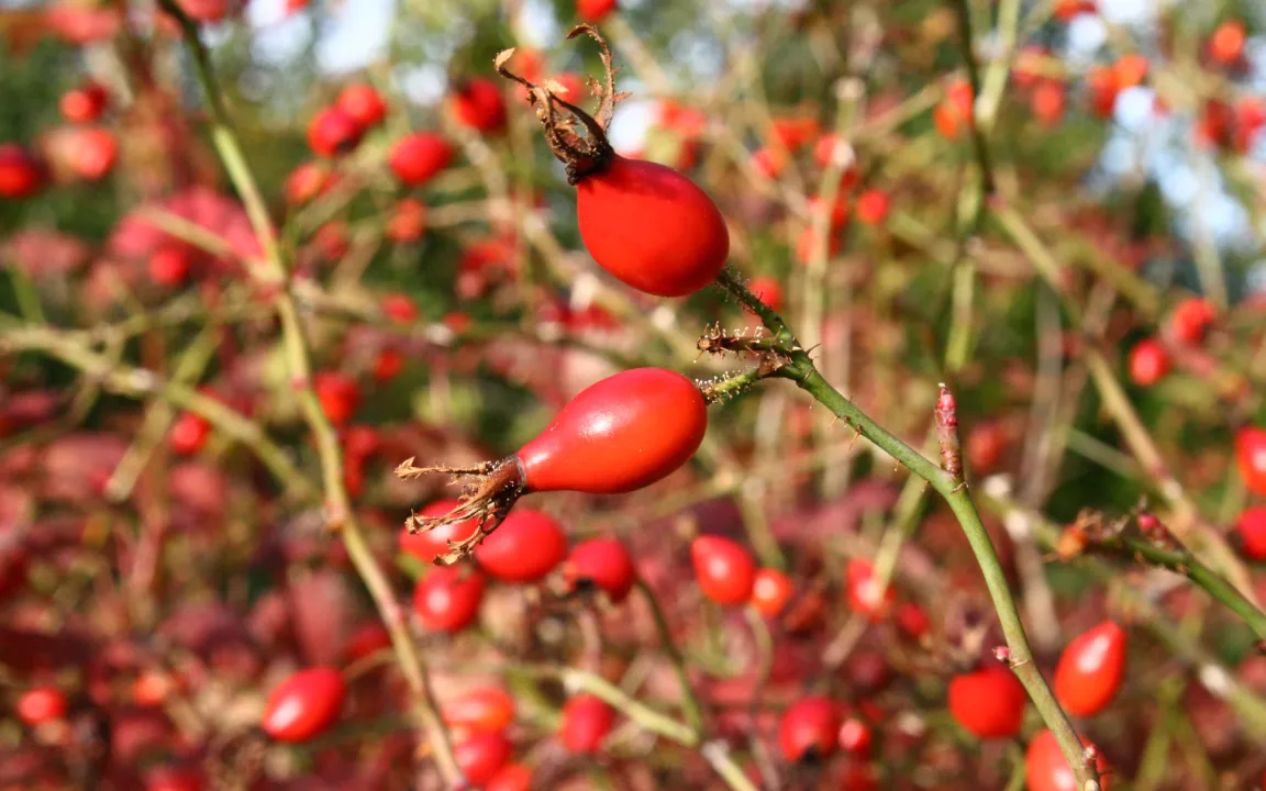 Ziergehölze: Fruchtschmuck für Mensch und Tier