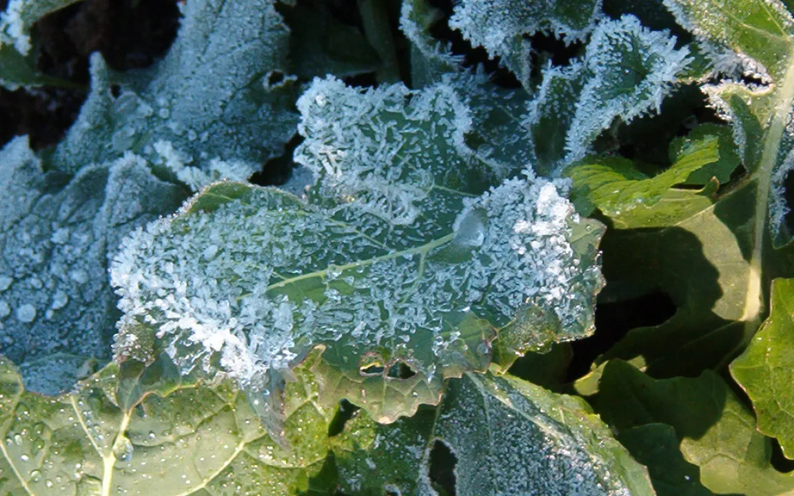 Lipide statt Wintermantel