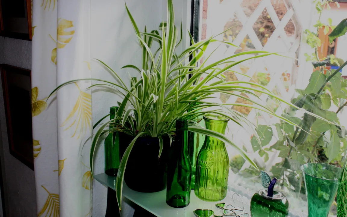 Zimmerpflanzen gut durch den Winter bringen