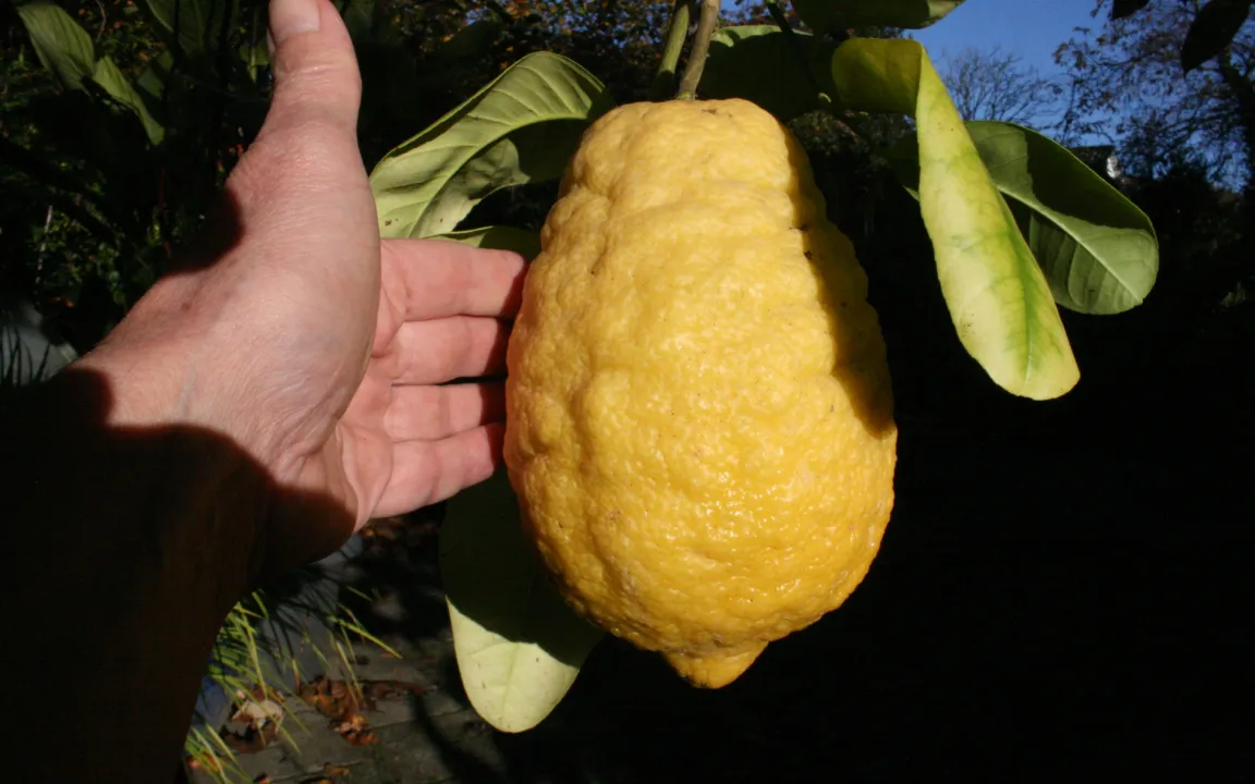 Die Zitronatzitrone: eine besondere Kostbarkeit