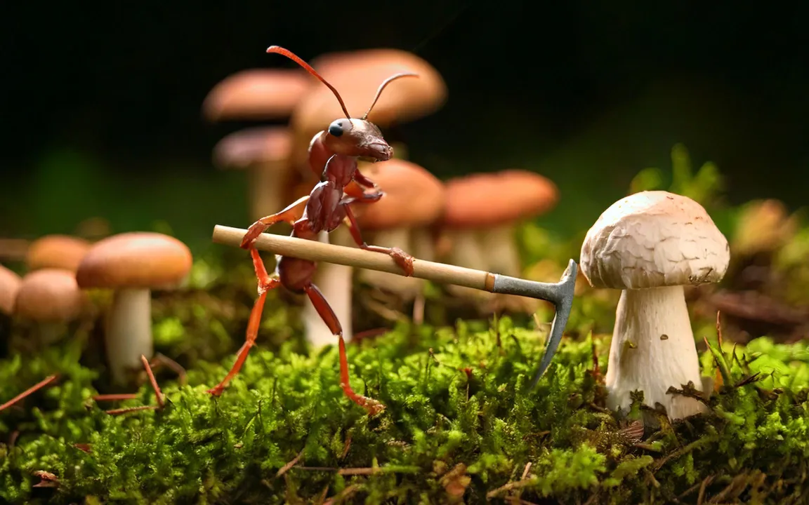 Ameisen betreiben Landwirtschaft - seit 66 Millionen Jahren