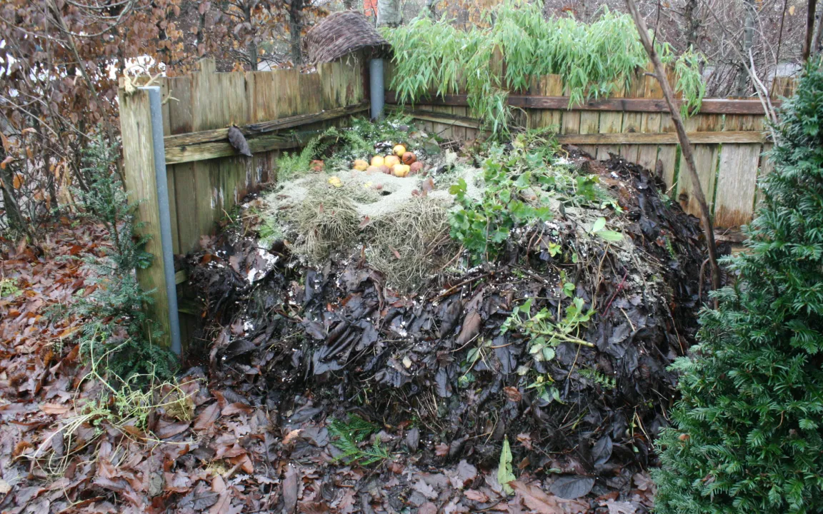 Können Zitronen und Eierschalen auf den Kompost?