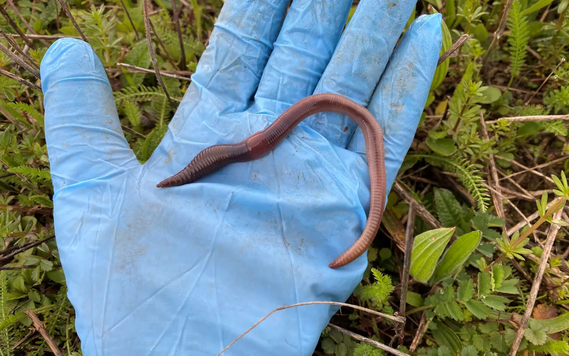 Regenwürmer mögen Blühstreifen