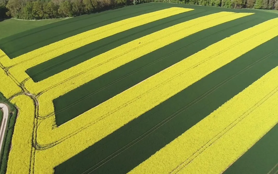 Gestreift zum Artenreichtum