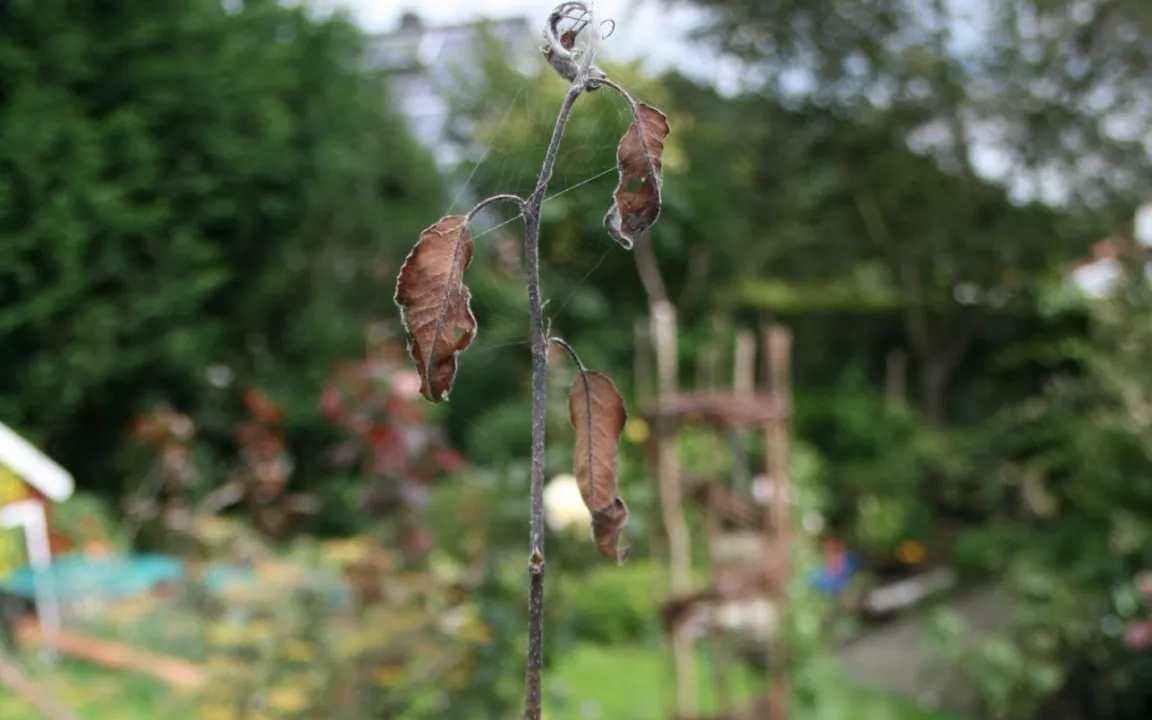 Ast -und Triebsterben am Apfelbaum