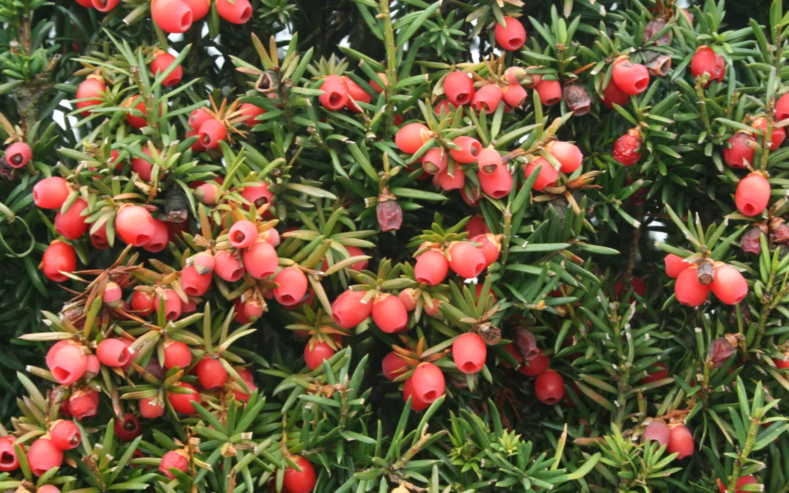 Giftpflanzen – Gefahr im Garten?