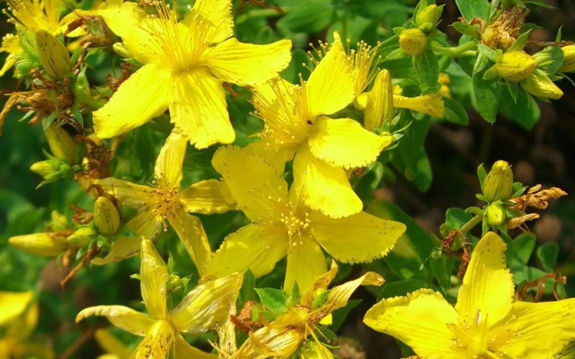 Inhaltsstoffen von Johanniskraut auf der Spur