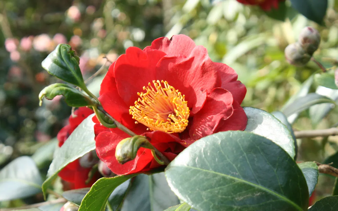 Frühlingsboten im Garten: Kamelien