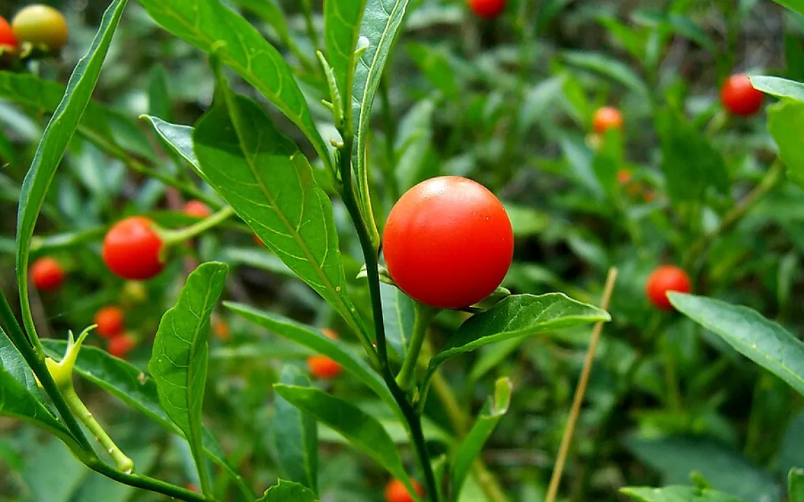 Die Jerusalemkirsche