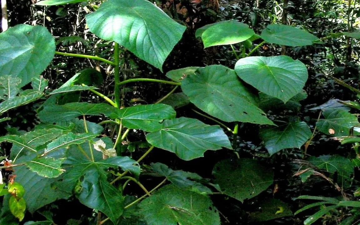 Australische Brennnessel Gympie-Gympie