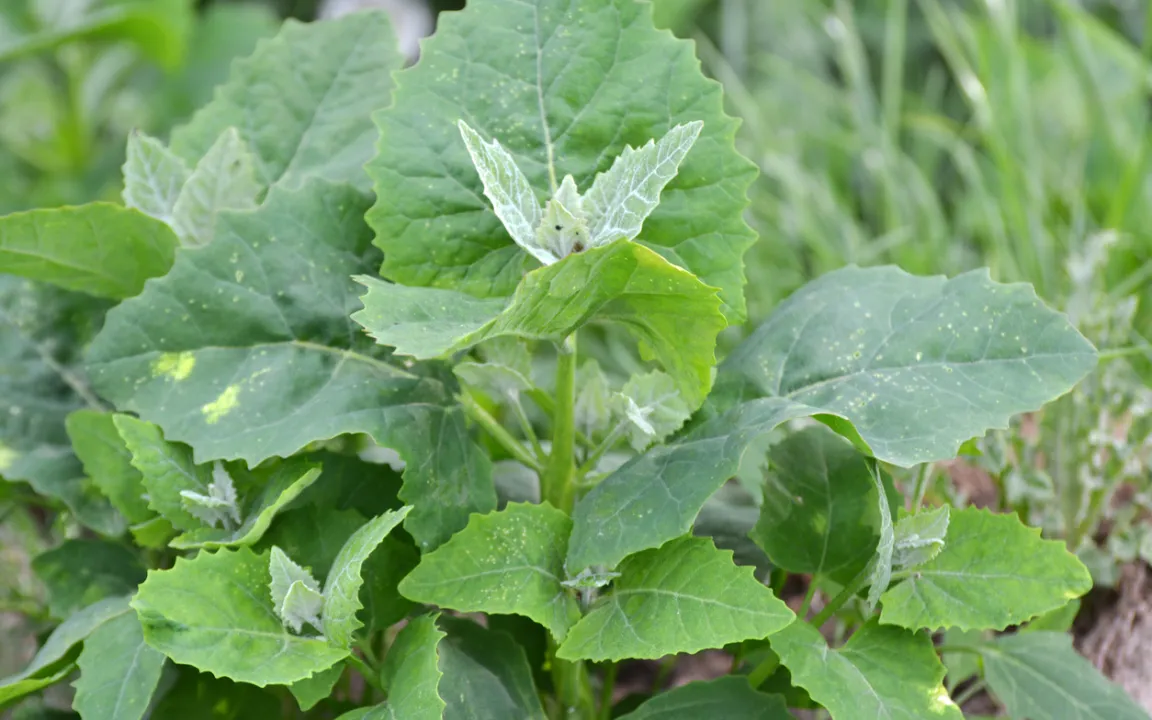Gartenmelde: Früher Gemüse, jetzt Unkraut