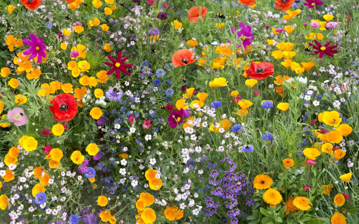 Eine Blumenwiese anlegen