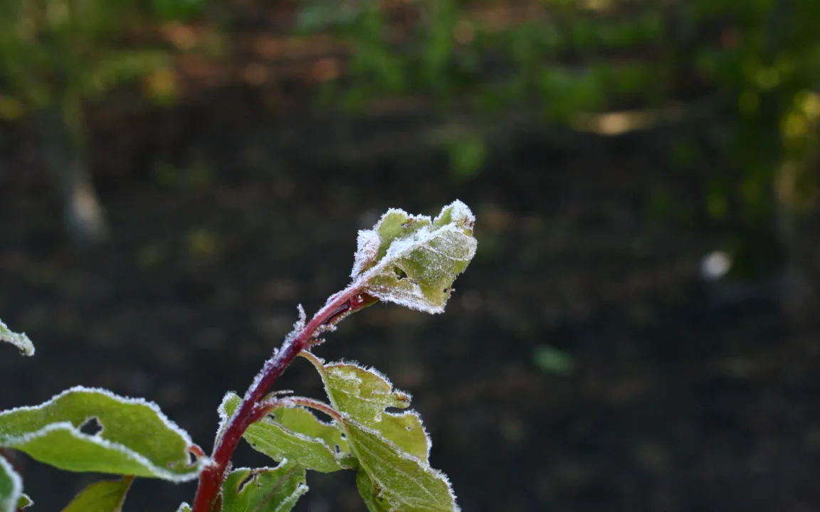 Spätfrostschäden vorbeugen
