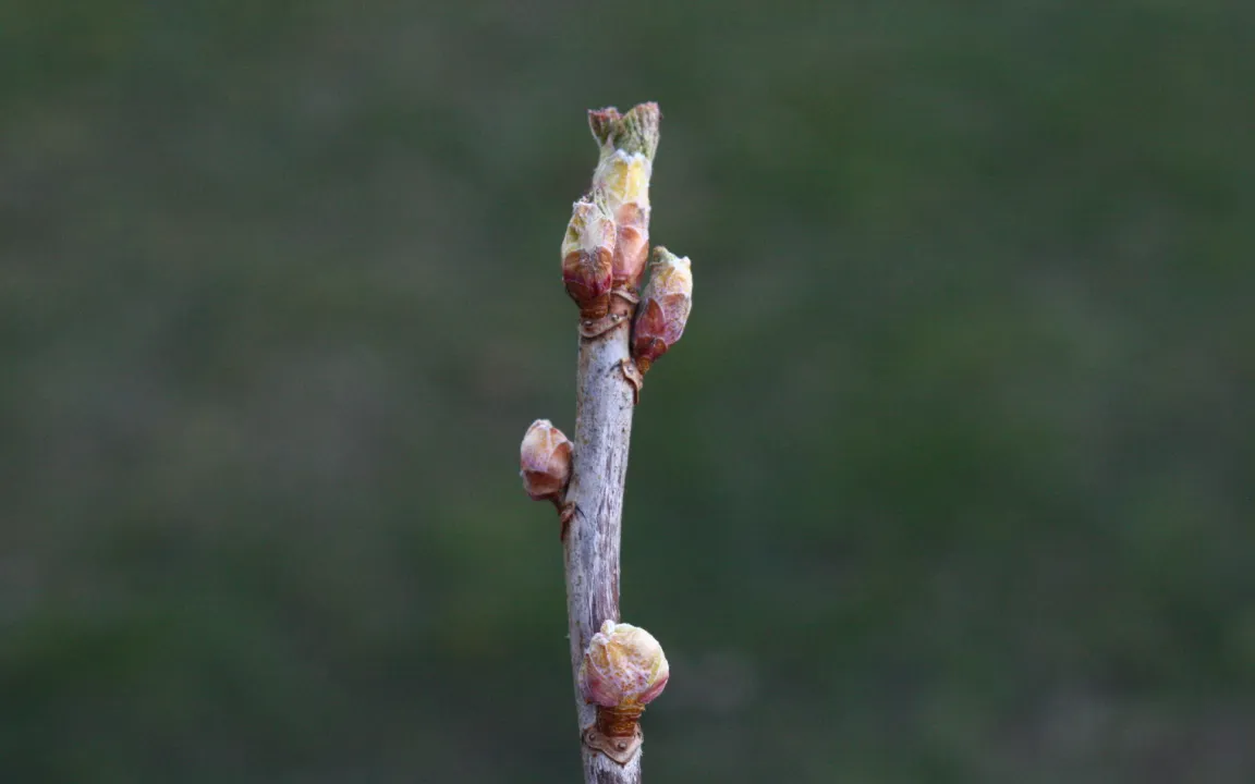 Verkrüppelte Triebe durch Knospengallmilben