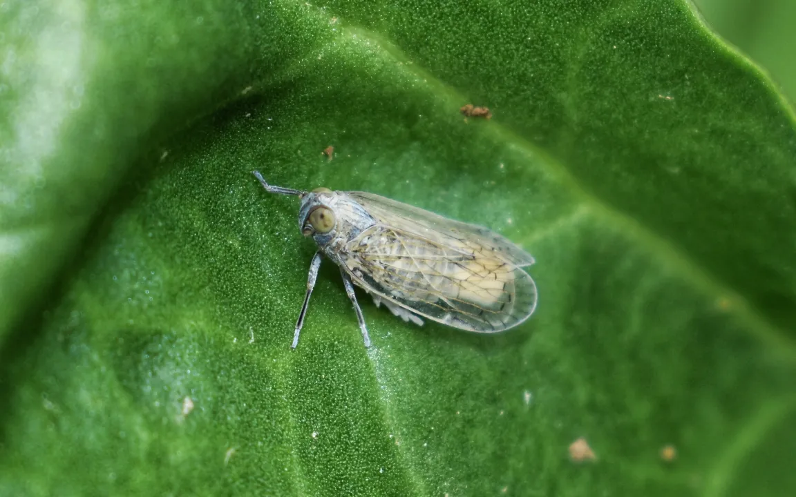 Insektentolerante Pflanzensorten als Lösung im Ackerbau
