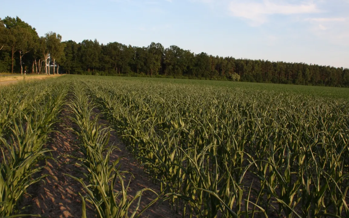 Mit neuen Technologien und Strategien gegen den Klimawandel