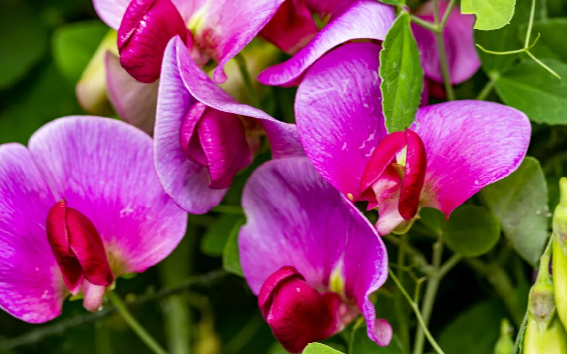 Platterbsen: Von schön bis schmackhaft