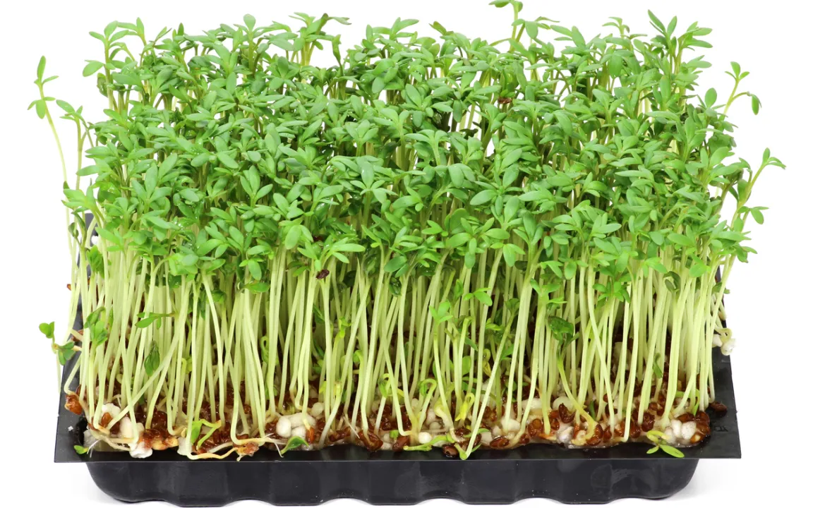 Gartenkresse – würziges Küchenkraut, das auch im Winter gedeiht