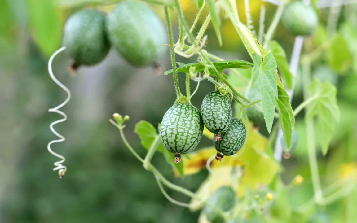 Die mexikanische Minigurke