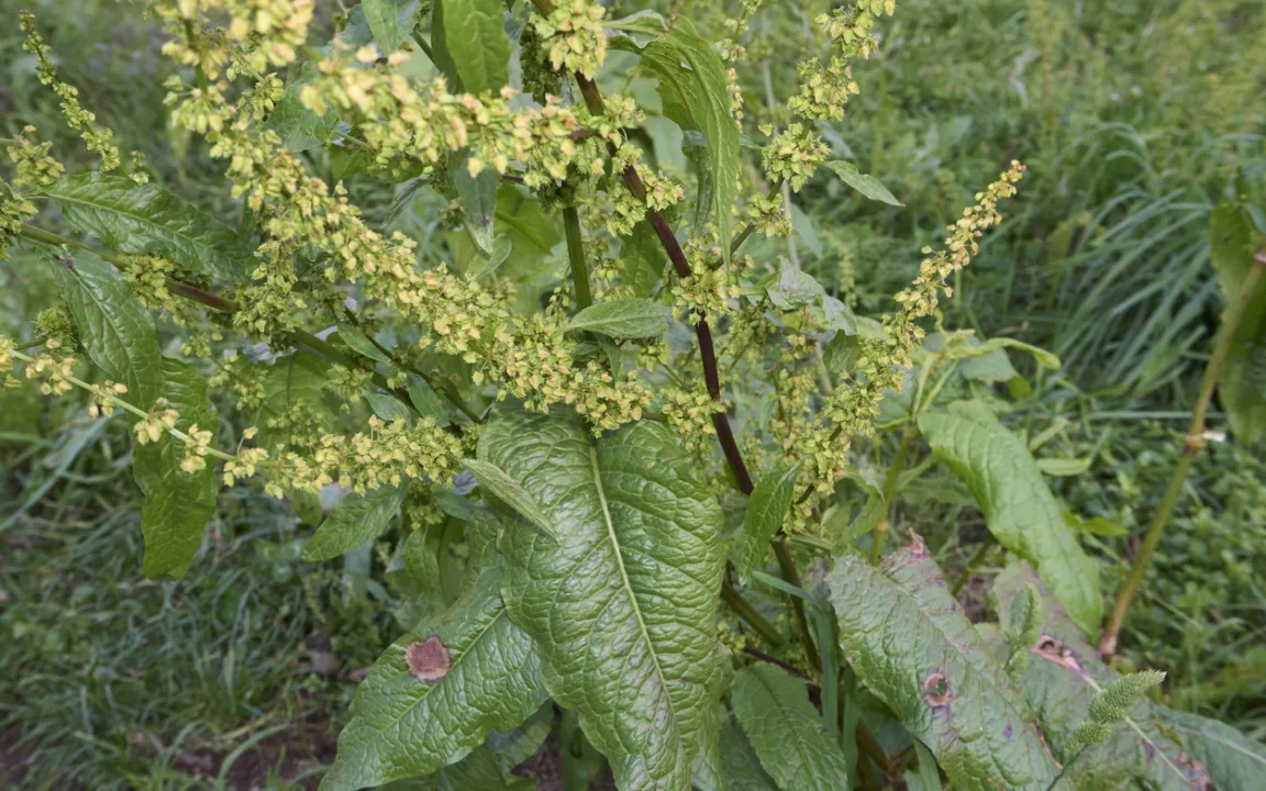 Der Stumpfblättrige Ampfer