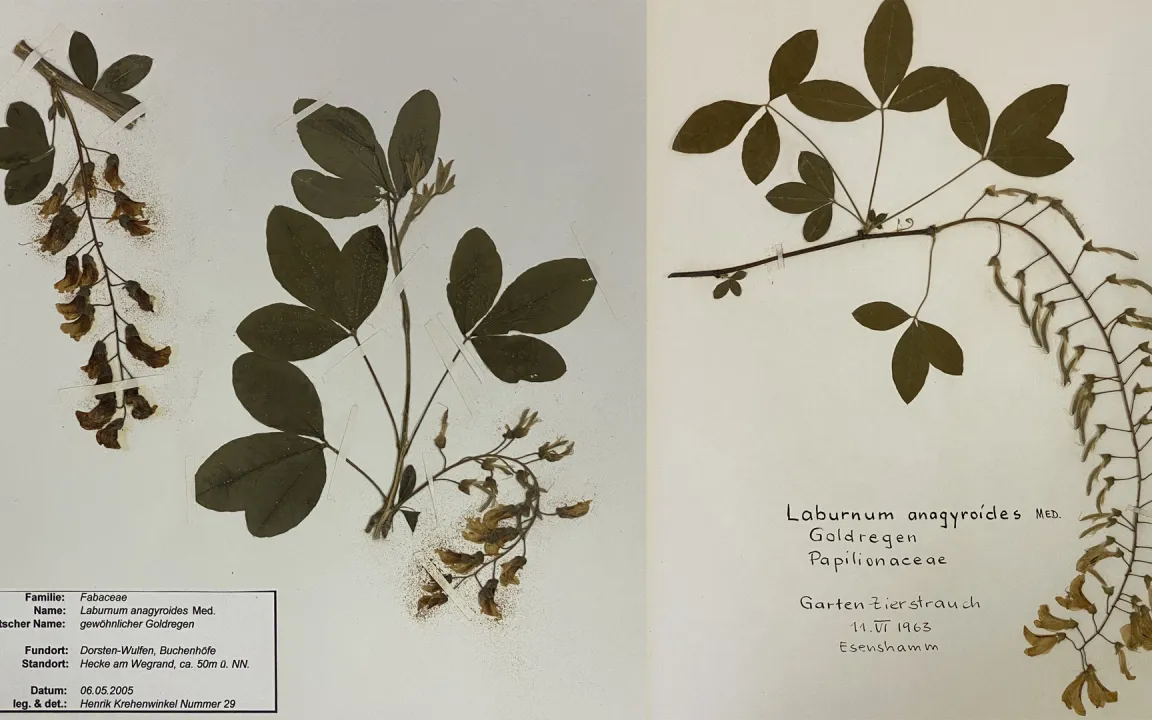 Herbarien gegen das Insektensterben?