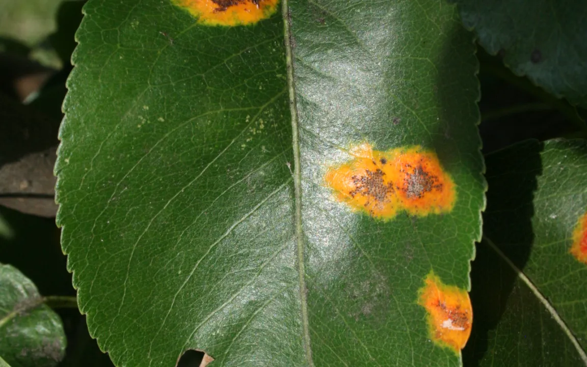 Rostpilze: Wirtswechsel verbreitet