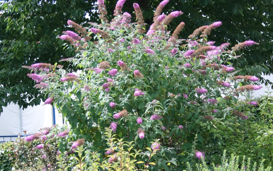 Verkrüppelte, gelbscheckige Blätter an Schmetterlingsflieder