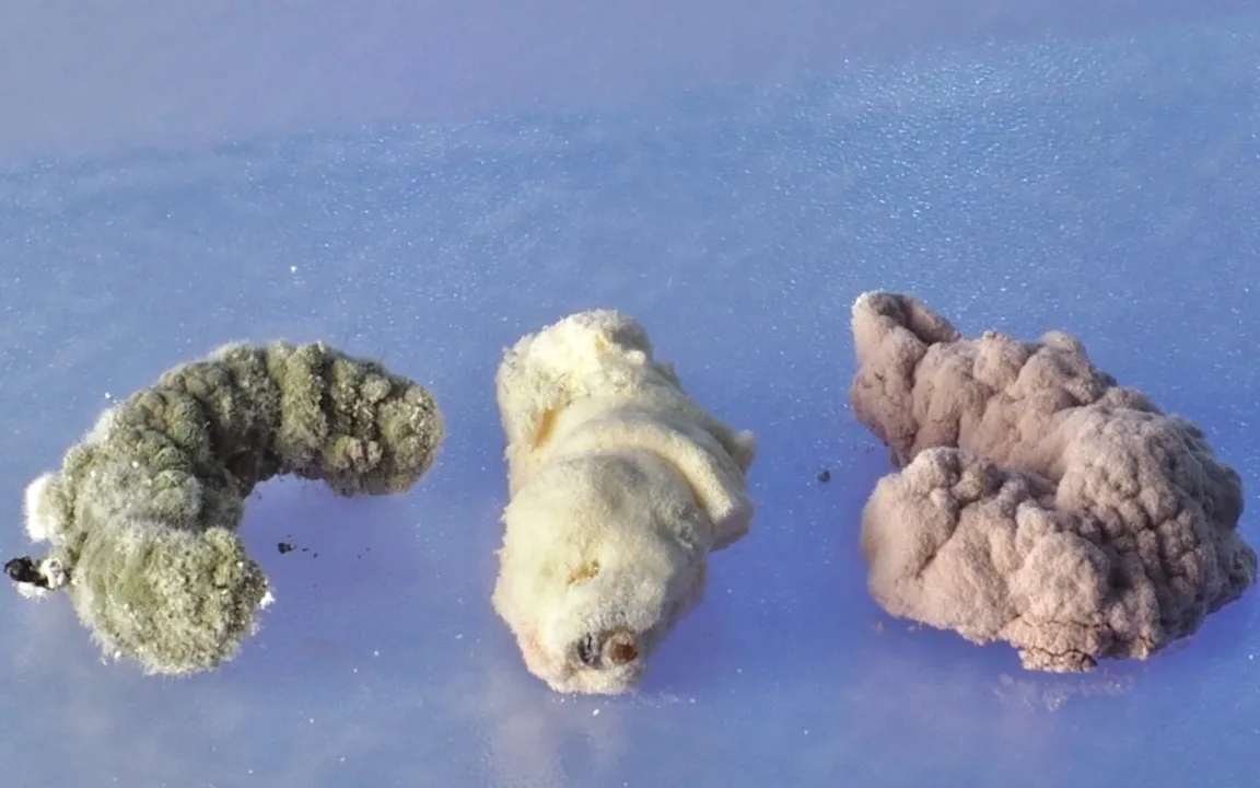 Pilze gegen Schadinsekten