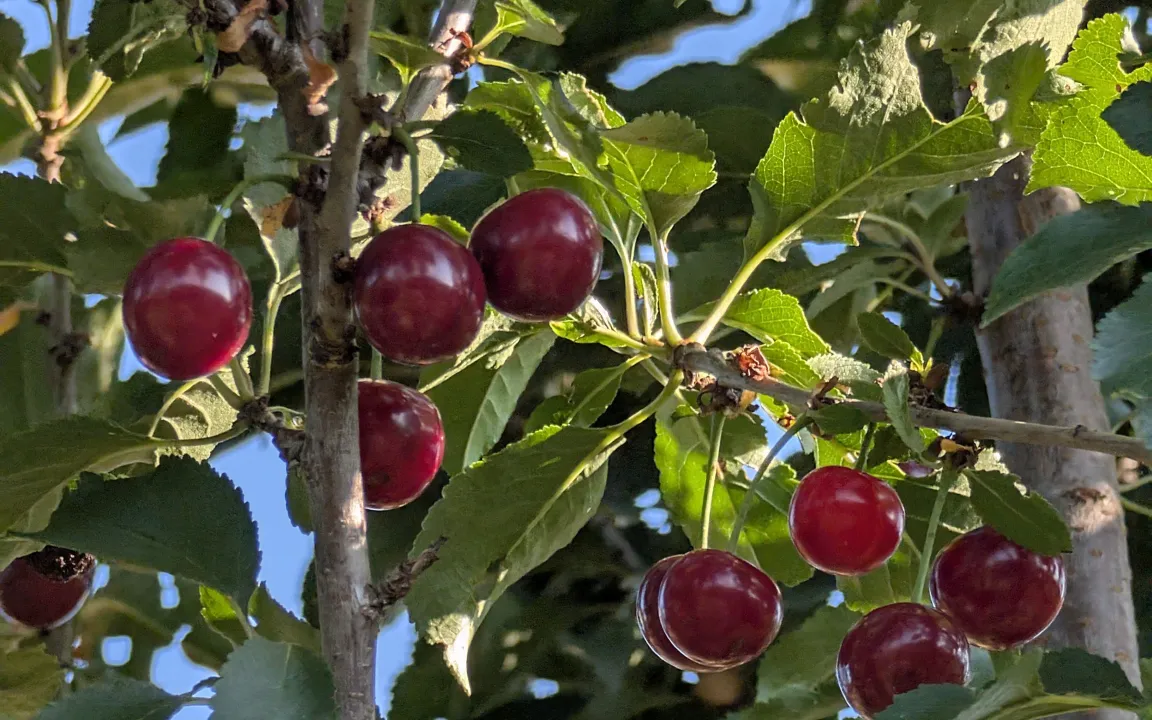 2025 ist gut Kirschen essen